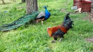 جنگ خروس خوشگل و طاوس زیبا با همراهی موسیقی زیبای هندی صفایی دارد