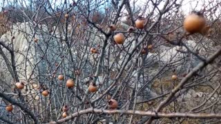 کندسو یا شیره ی ازگیل جنگلی