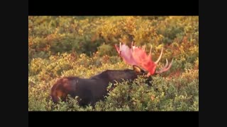 حیات وحش گوزن