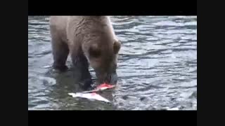 فیلم مستند ماهی ازاد خوری خرسها