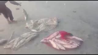 ماهیگیری کپور