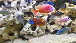 پرورش ماهیان زینتی