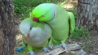 بوسه خالصانه یعنی !!!