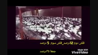 پرورش قارچ 35درصد در سه فلش