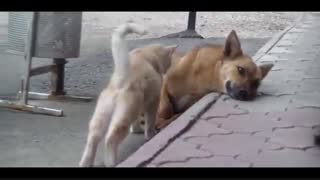 رابطه عاشقانه سگ و گربه !