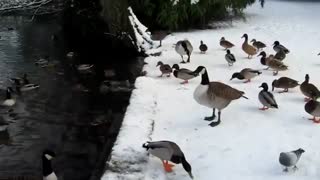 پرورش اردک سردسیری