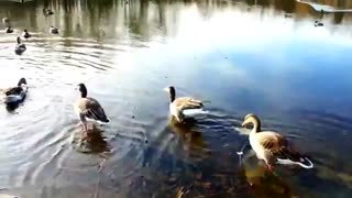 پرورش اردک= منفعت بالا