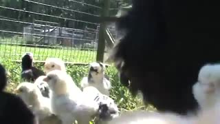 پرورش مرغ بزرگ و جوجه