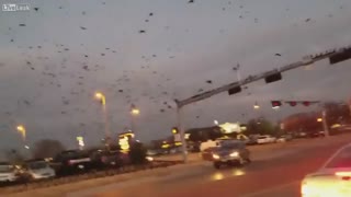 هجوم پرندگان - آمریکا
