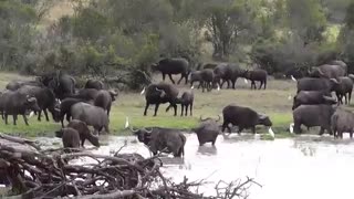 حیات وحش افریقا