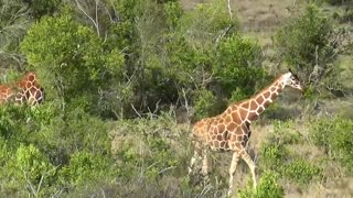 حیات وحش زرافه های افریقا