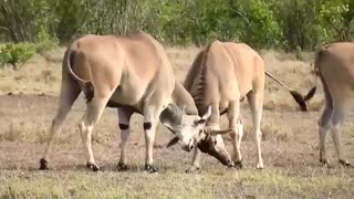 جنگ حیات وحش گاوهای وحشی