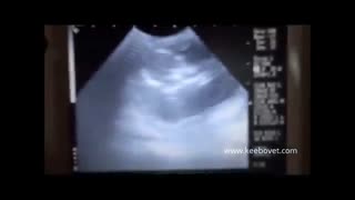 تشخیص آبستنی در گاو با سونوگرافی