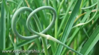 یادگیری نام میوجات و سبزیجات به زبان انگلیسی