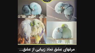 مرغ عشق نماد زیبایی از عشق ::///دانستنی ...