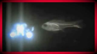 عکس العمل ماهی کاردینال شیشه ای در هنگام خطر