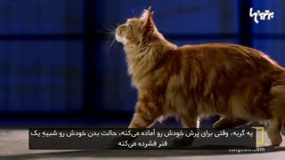 گربه ها چگونه بر جاذبه زمین غلبه میکنند؟