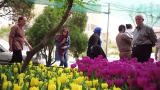 ۱۲۰ هزار لاله هلندی مهمان بهار 1396 یکی از خیابان های تهران