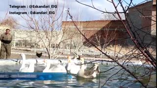 طریقه جفت گیری غاز - سری ویدیو های پرورش غاز