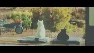سرگذشت پیرزن ژاپنی و دو گربه خود آموزش ねこ勉〜Cats Learning // ONLY IN JAPAN