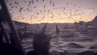 وقتی 300 نهنگ قاتل در یکجا جمع می شوند