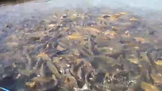 پرورش کپور ماهیان در استخرهای خاکی