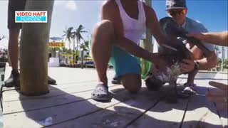 وقتی  ماهیگیر به جای ماهی پلیکان می‌گیرد