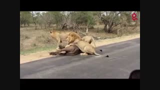 شکارتوسط شیرها