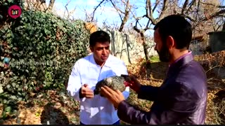 کلیپ طنز تاثیر نوسان بازار روی صدای مرغ