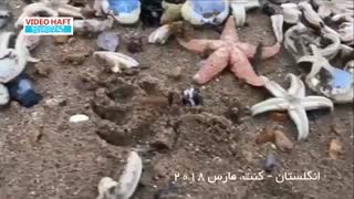 مرگ دستهجمعی هزاران ستاره دریایی در سواحل انگلیس