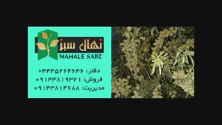 خرید انواع نهال بادام