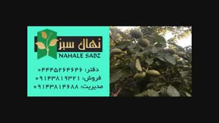 خرید انواع نهال گردو