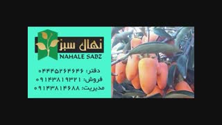 خرید انواع نهال خرمالو
