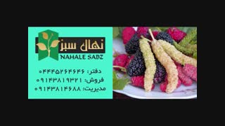 خرید انواع نهال توت