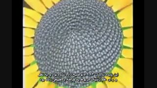 شگفتی های دنباله فیبوناتچی