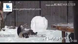 پاندایی بامزه در باغ وحش کانادا