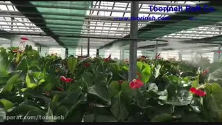 شید گلخانه (توری سایبان) - محصول شرکت تورینه بافت