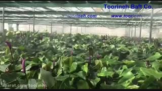 توری شید گلخانه شرکت تورینه بافت - گلزار