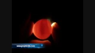 نطفه سنجی تخم -کندلینگ تخم - جالب