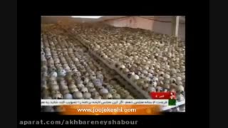 پرورش بلدرچین و اشتفال زایی این صنعت