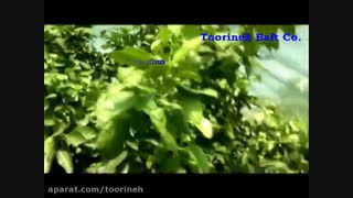 شبکه سایبان و تاثیر بر آفتاب سوختگی درختان- تورینه بافت