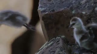 life story - داستان زندگی