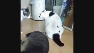 گربه تپل از دعوای دو گربه جلوگیری کرد