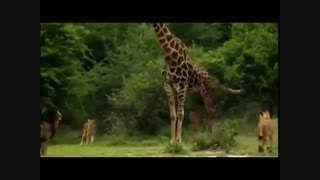 مستند حیات وحش افریقا شیر و زرافه