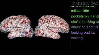 The brain dictionary