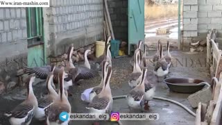 آموزش رایگان و کامل پرورش و جوجه کشی غاز