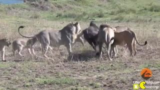 شکار گوزن یالدار توسط شیرها tehrancdshop.com