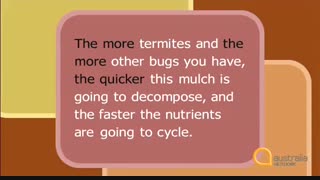14 - Termites