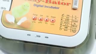 جوجه کشی با دستگاه جوجه کشی خانگی سوپر مینیاتور 6