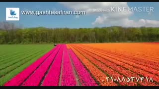 ویدیویی دیدنی از هلند